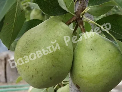 Груша Бере Арданпон