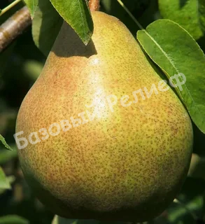 Груша Люберская