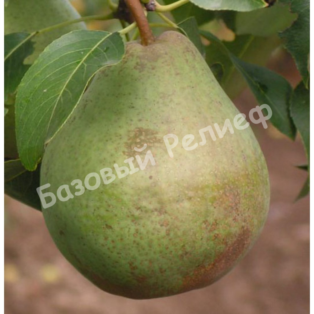 Груша Кавказ