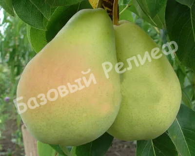 Груша Мелитопольская сочная