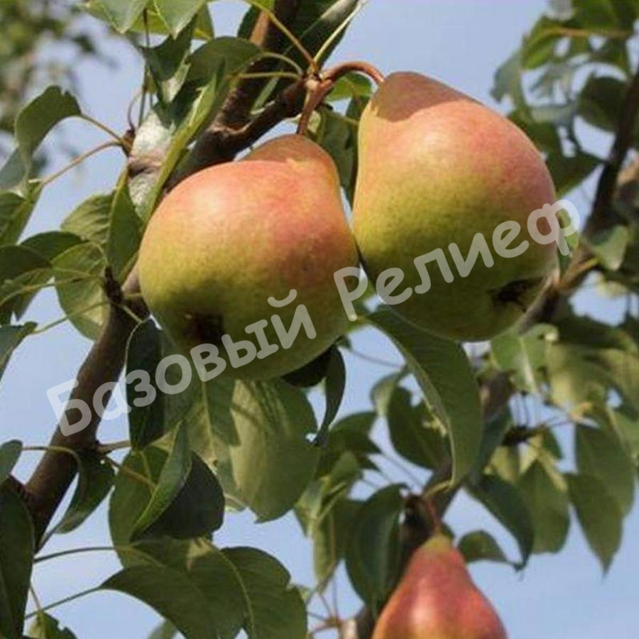 Груша Нерусса