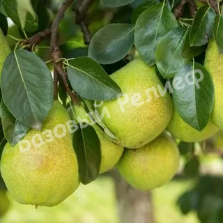 Груша Космическая
