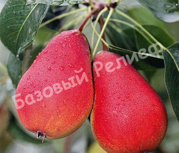 Груша Бирюзовая