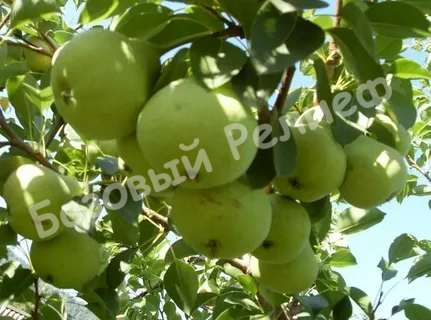 Груша Среднерусская