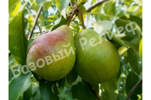 Груша Среднерусская