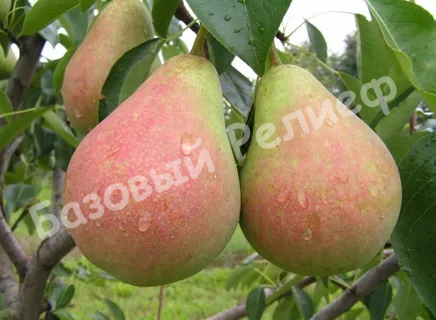 Груша Бере русская