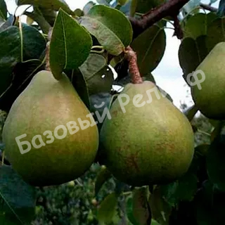 Груша Сочинская ананасная