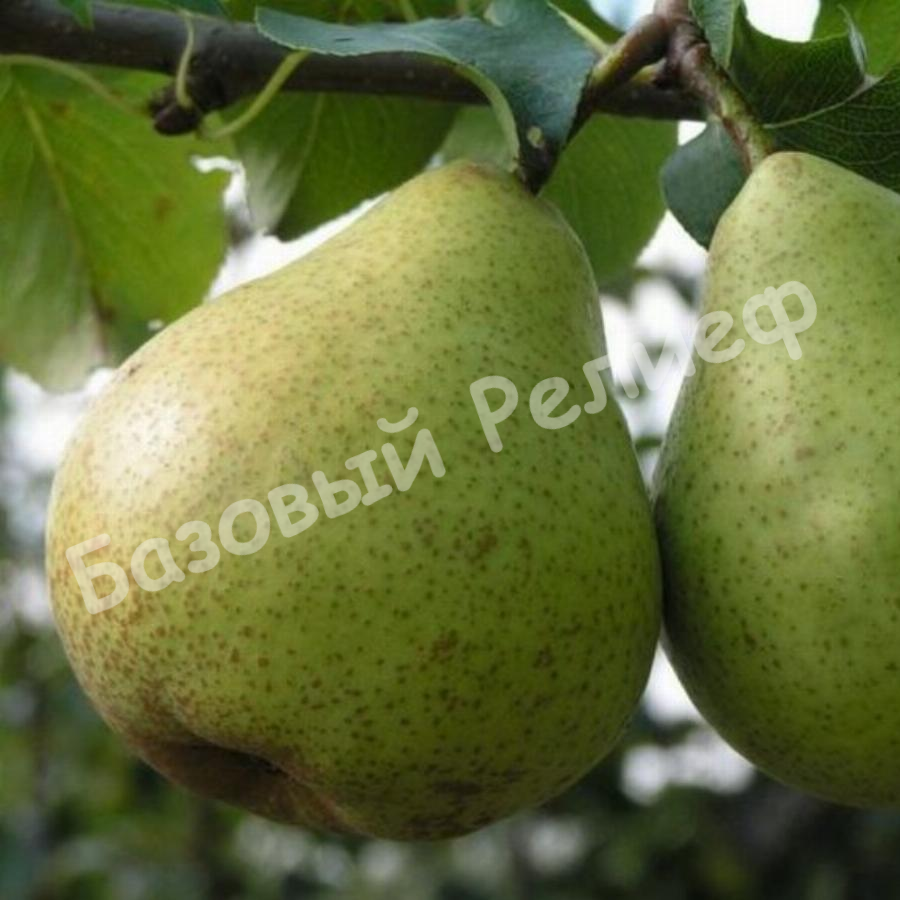 Груша Сочинская ананасная