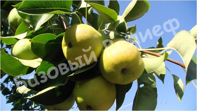 Груша Утренняя свежесть