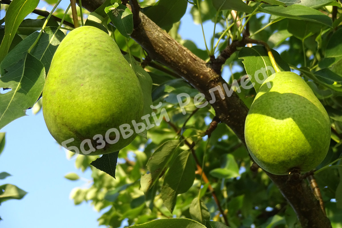 Груша Утренняя свежесть
