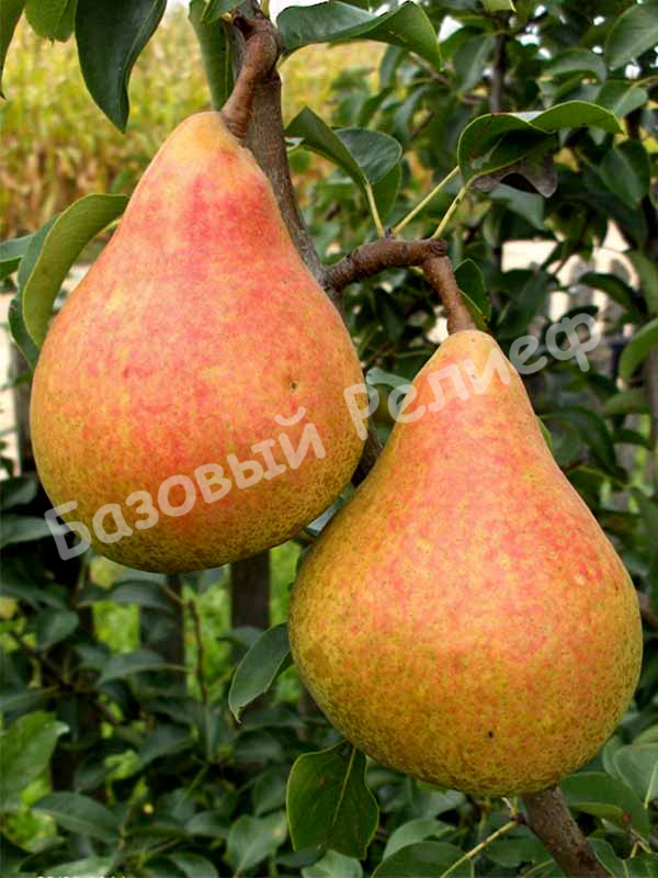 Груша Французская ранняя