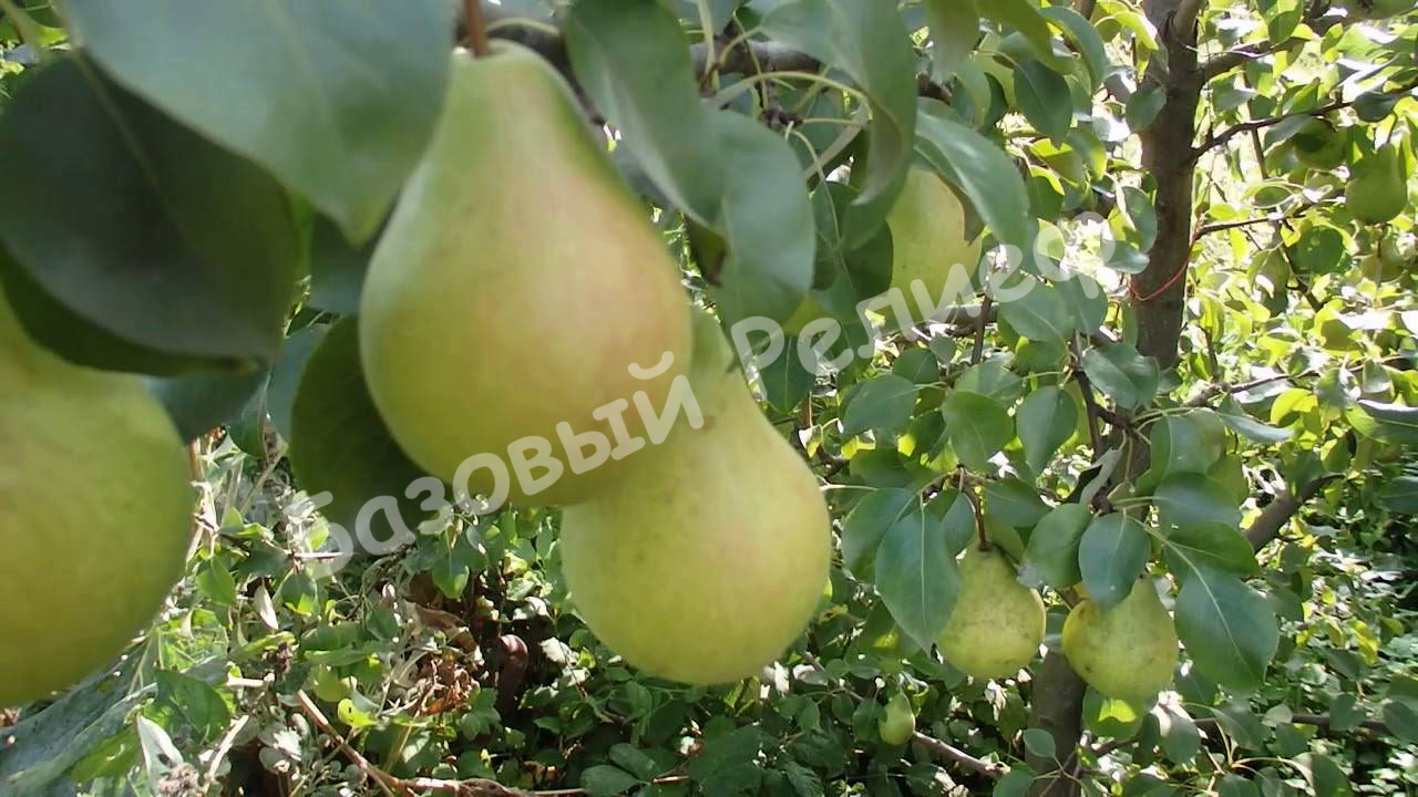 Груша Подкумок