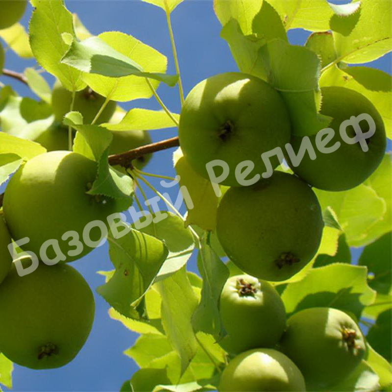 Груша Куюмская