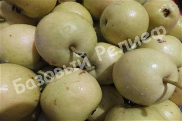 Груша Куюмская