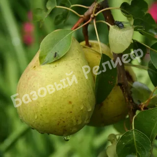 Груша Крапчатая