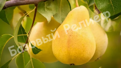 Груша Солнечная