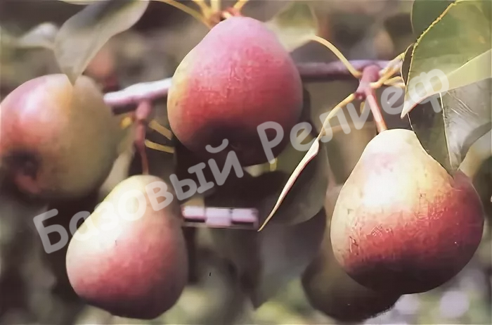 Груша Русановская