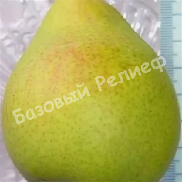 Груша Русановская