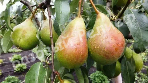 Груша Рассвет