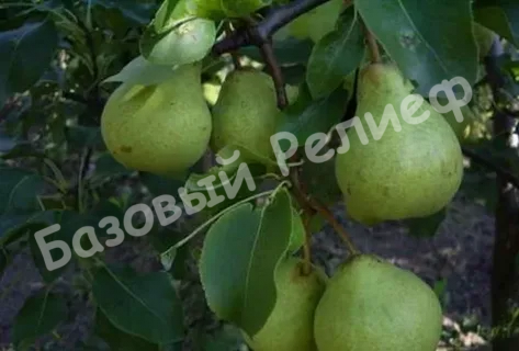 Груша Деканка майкопская