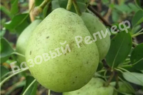 Груша Гимринская