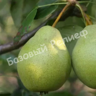 Груша Гимринская