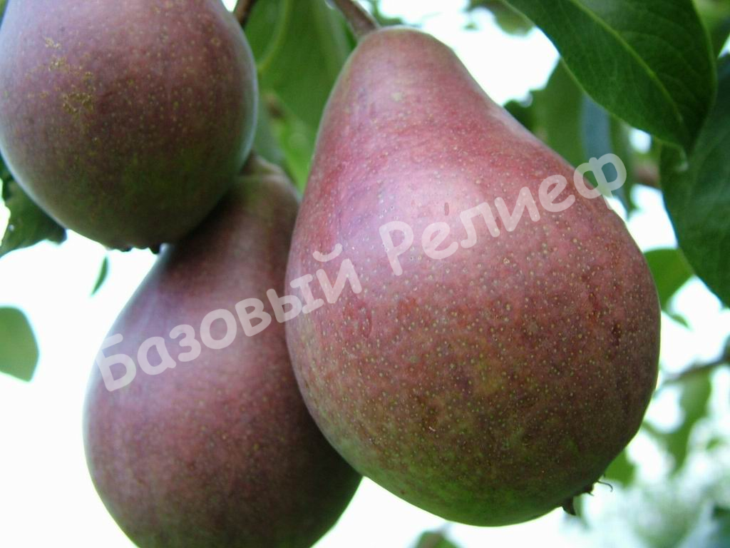Груша Гурзуфская