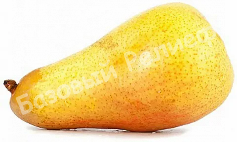Груша Черноморская янтарная