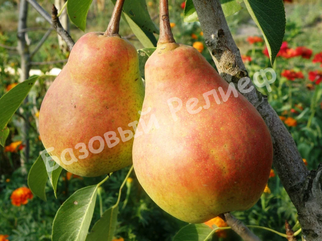 Груша Красноярская крупная