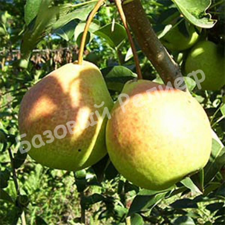 Груша Красноярская крупная
