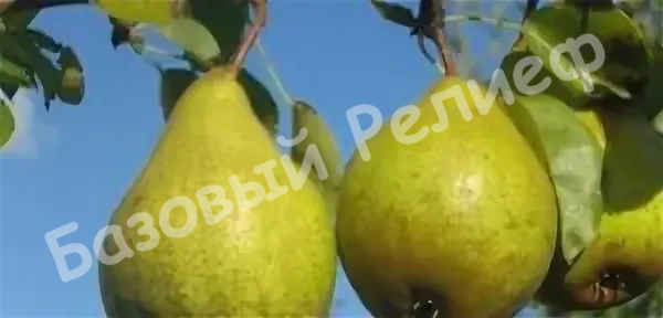 Груша Джанкойская поздняя