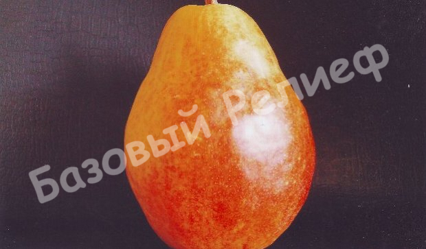 Груша Румяная Беркут