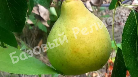 Груша Саратовка