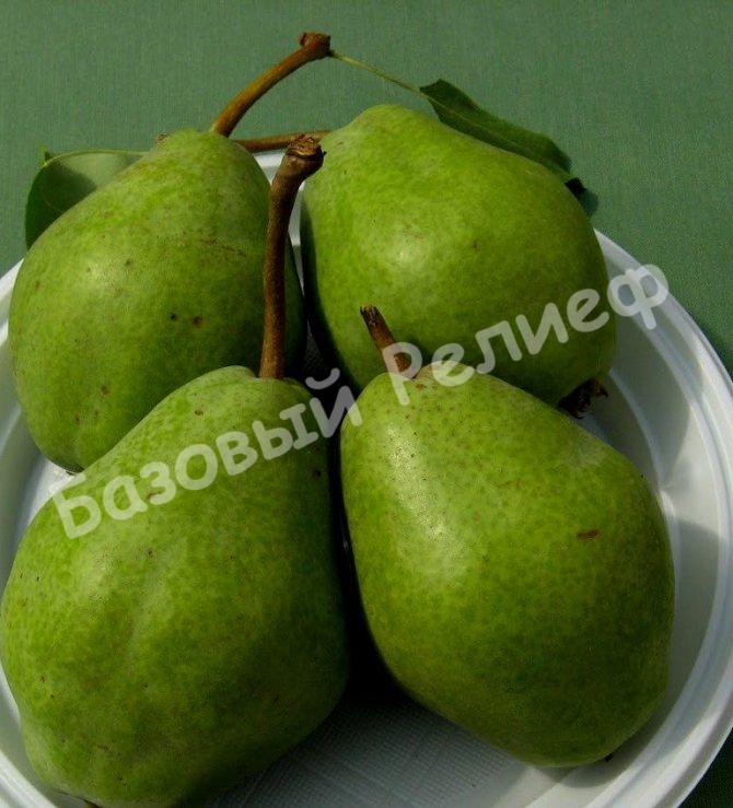 Груша Саратовка