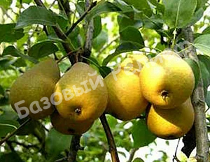 Груша Белолистка