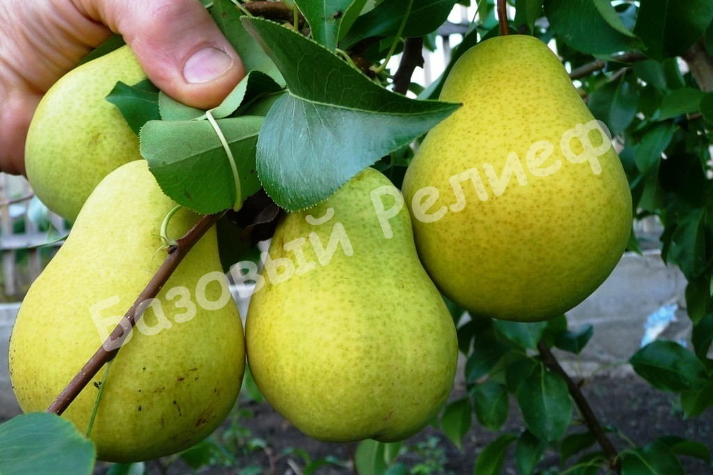 Груша Курортница