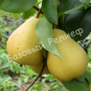 Груша Лада амурская