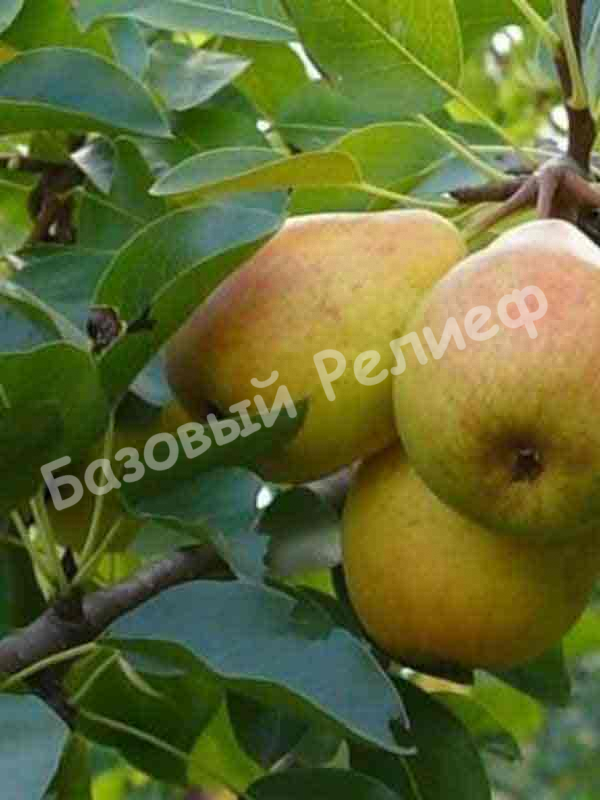 Груша Амурская ранняя