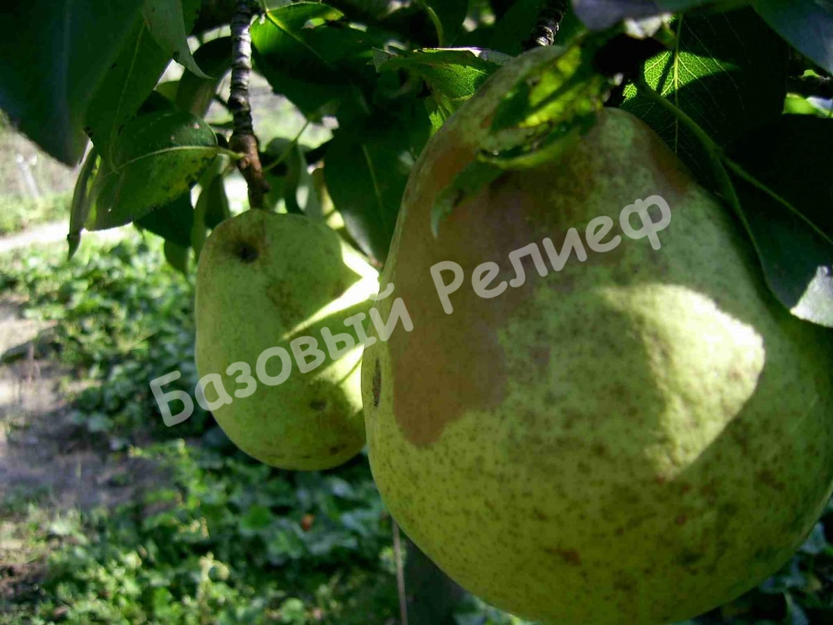 Груша Башкирская осенняя