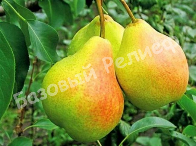 Груша Башкирская осенняя