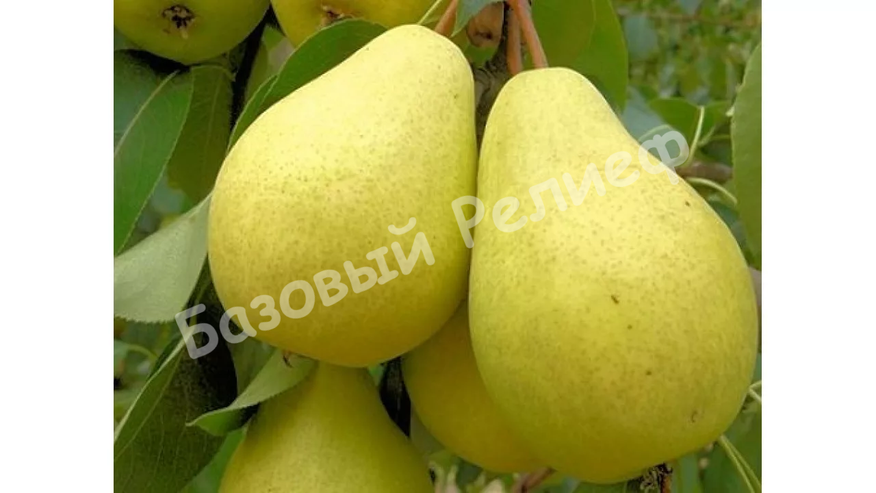 Груша Оригинал