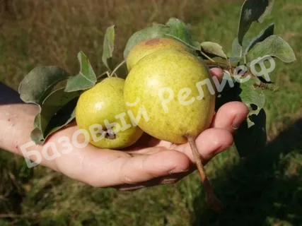 Груша Бергамот осенний