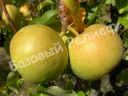 Груша Бергамот осенний
