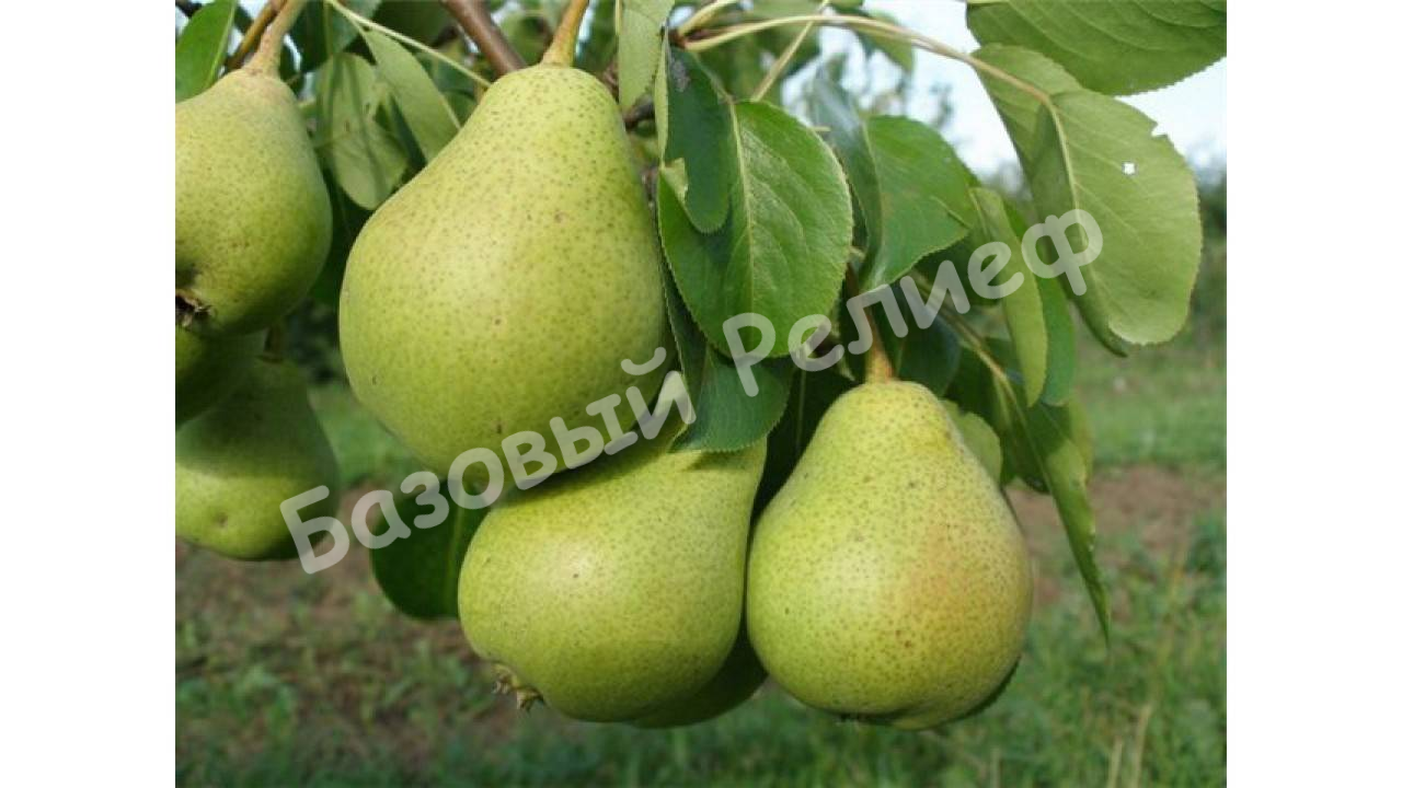 Груша Бергамот осенний