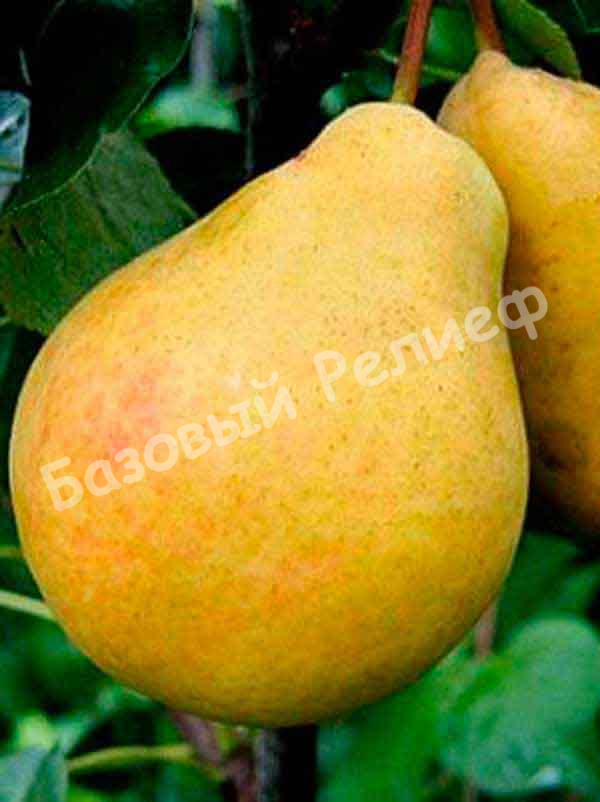 Груша Лимонка осенняя