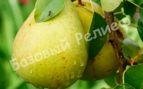 Груша Эльбрусская