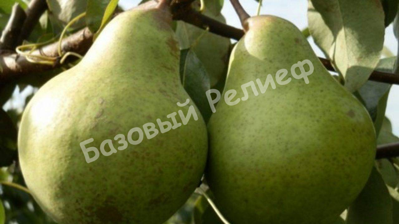 Груша Бере нальчикская
