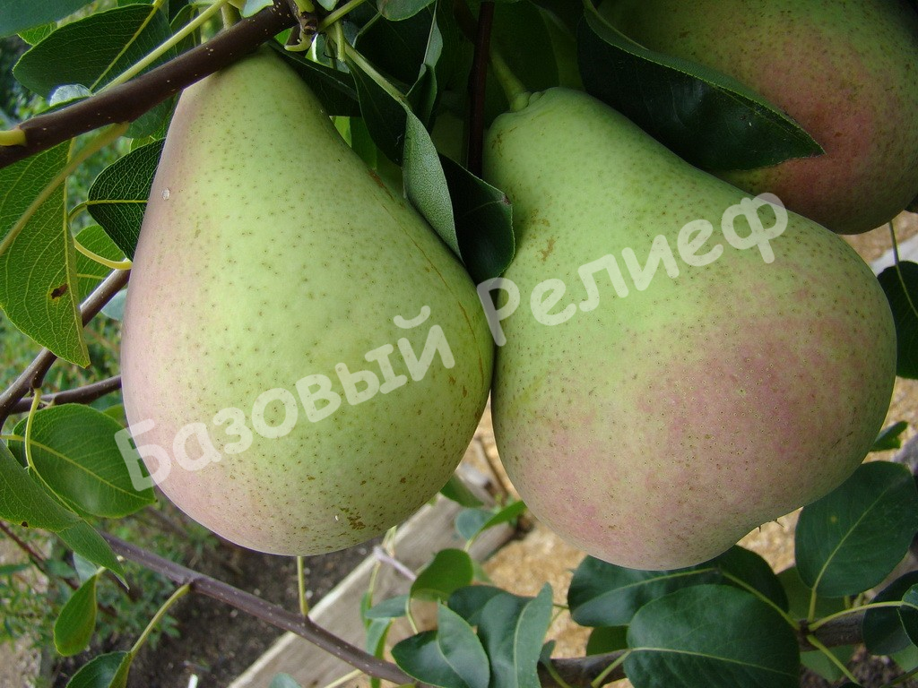 Груша Январская дубовская