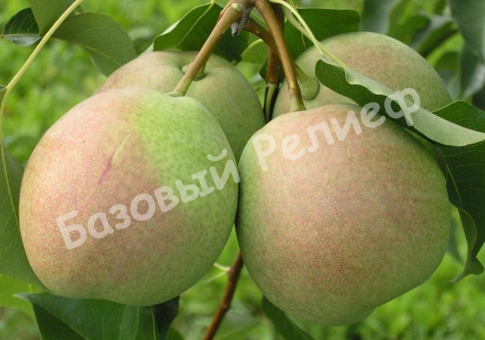 Груша Россошанка
