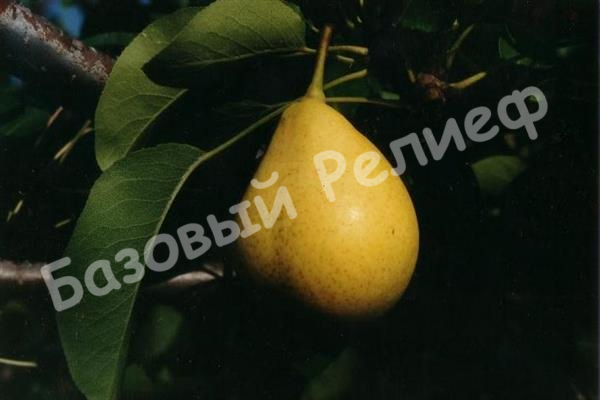 Груша Оригинальная